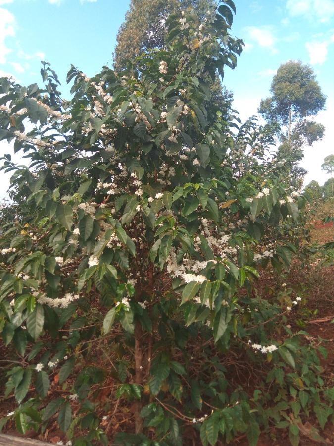 Lodge Sipi Coffee
