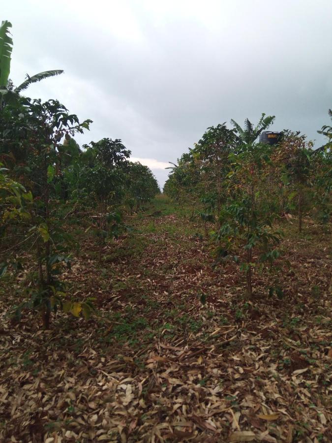 Lodge Sipi Coffee *